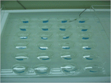 Test board for daphnia magnas