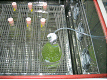 Chlorella cultivation (for food)